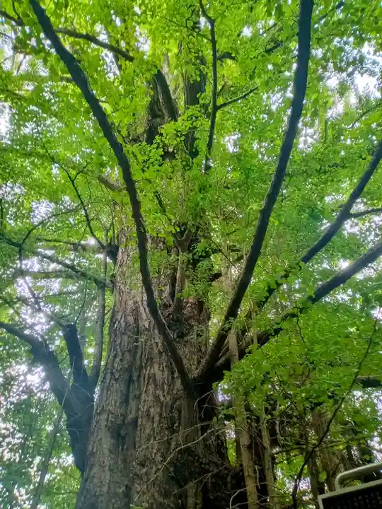 王子神社の自然