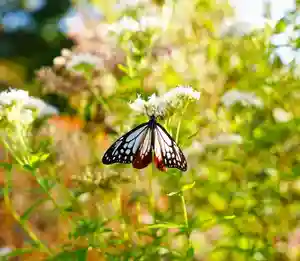 零羊崎神社の自然(2021年10月31日(日) 17時25分09秒投稿)