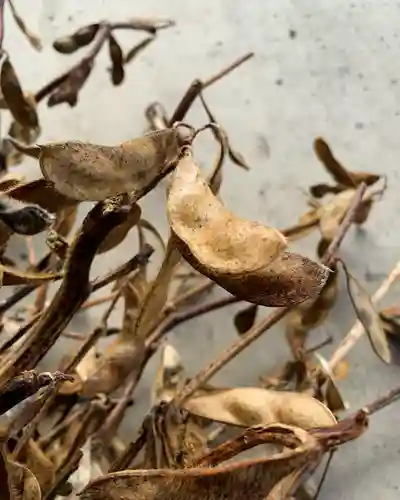 滑川神社 - 仕事と子どもの守り神(福島県)