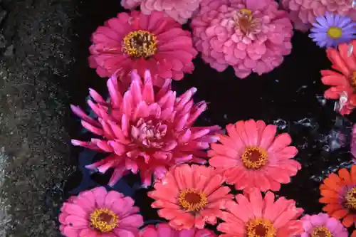 津嶋神社の手水舎