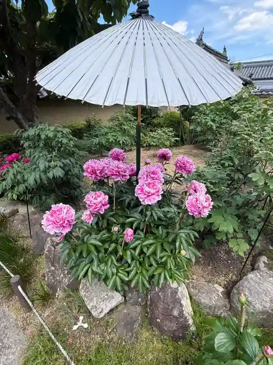 當麻寺西南院の{uncategorized: "未分類", other: "その他", undefined: "問題あり", building: "その他建物", grave: "お墓", sacred_gate: "鳥居", guardian: "狛犬", statue: "像", buddha: "仏像", history: "歴史", nature: "自然", garden: "庭園", animal: "動物", pagoda: "塔", temizu: "手水舎", mountain_gate: "山門・神門", sanctuary: "本殿・本堂", subordinate: "末社・摂社", art: "芸術", scenery: "景色", jizo: "地蔵", ema: "絵馬", goshuin: "御朱印", omikuji: "おみくじ", items: "授与品その他", amulet: "お守り", goshuincho: "御朱印帳", eats: "食事", festival: "お祭り", votive_dance: "神楽", shichigosan: "七五三参", wedding: "結婚式", experience: "体験その他", initially: "初詣", around: "周辺", anti_infection: "感染症対策"}