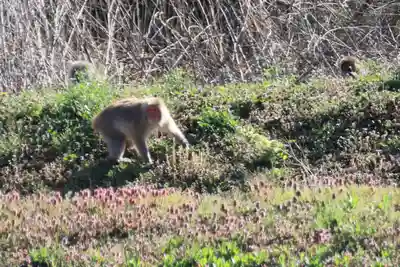 高司神社〜むすびの神の鎮まる社〜の動物