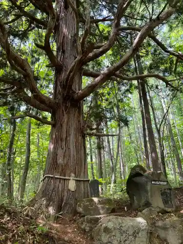 戸隠神社火之御子社の自然