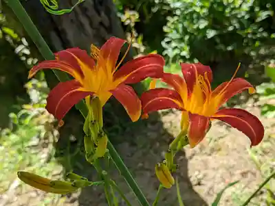 法金剛院(京都府)