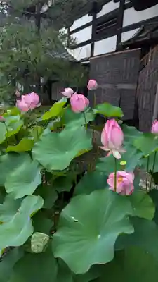 行願寺（革堂）(京都府)