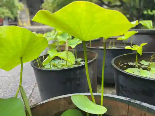 伊勢の国 四天王寺の自然