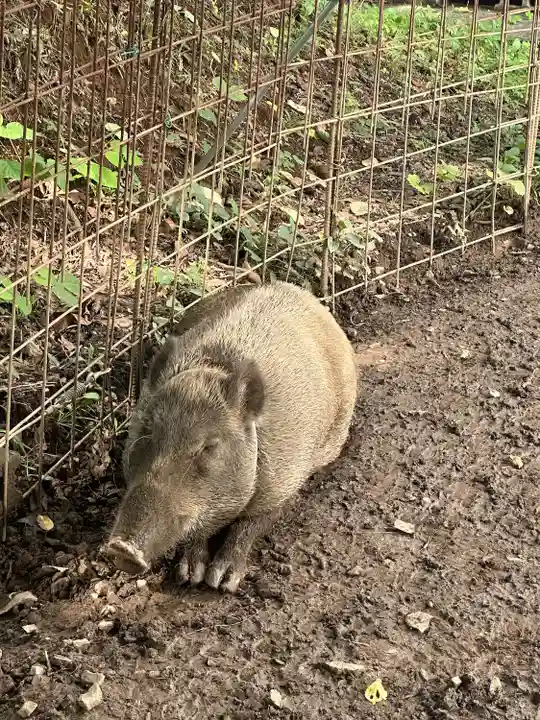 坪沼八幡神社の動物