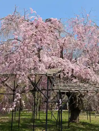 賀茂別雷神社（上賀茂神社）(京都府)