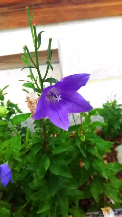 晴明神社の自然