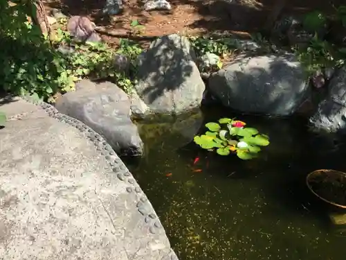 市来知神社の動物
