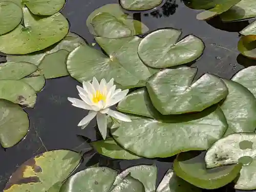 摩訶耶寺の自然