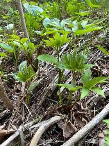 🌸乙部八幡神社(北海道)