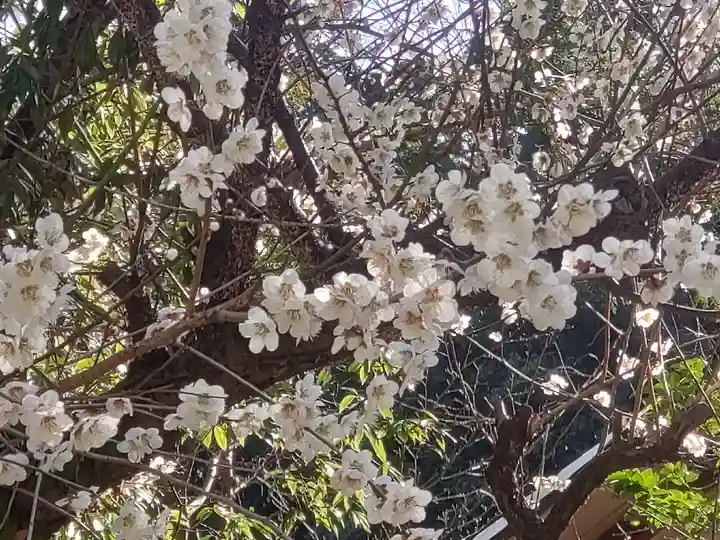 金刀比羅神社の自然