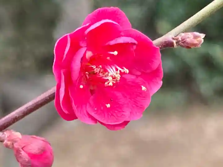 谷保天満宮の自然