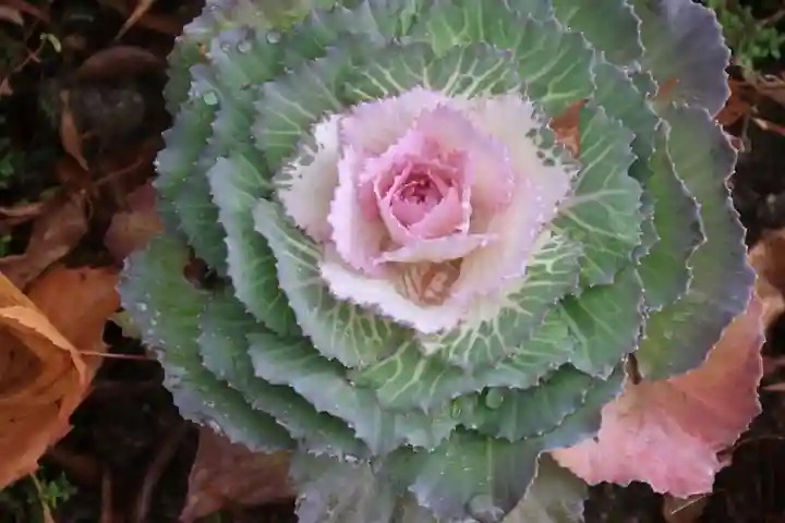 三春大神宮の庭園
