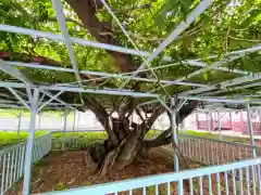 菖蒲神社の自然