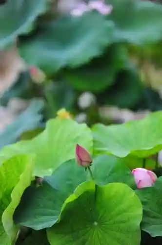 浄土寺(兵庫県)