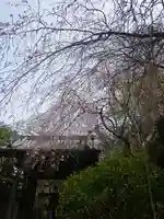 安國論寺(安国論寺)の自然