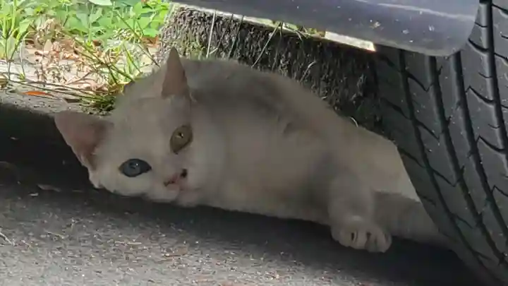 金守神社の動物