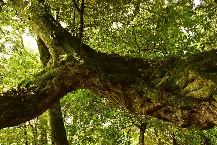 志多備神社(島根県)