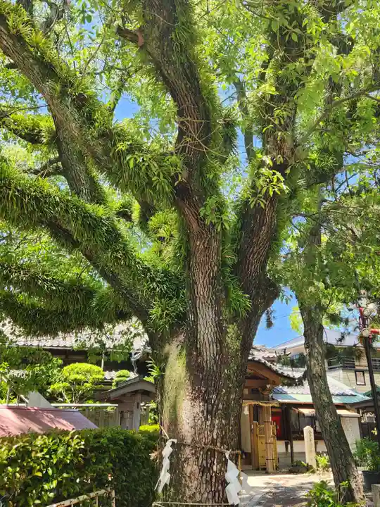 稲爪神社の自然