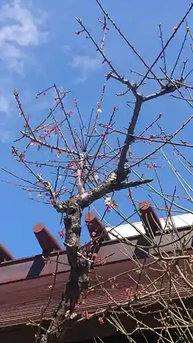 高円寺氷川神社の自然