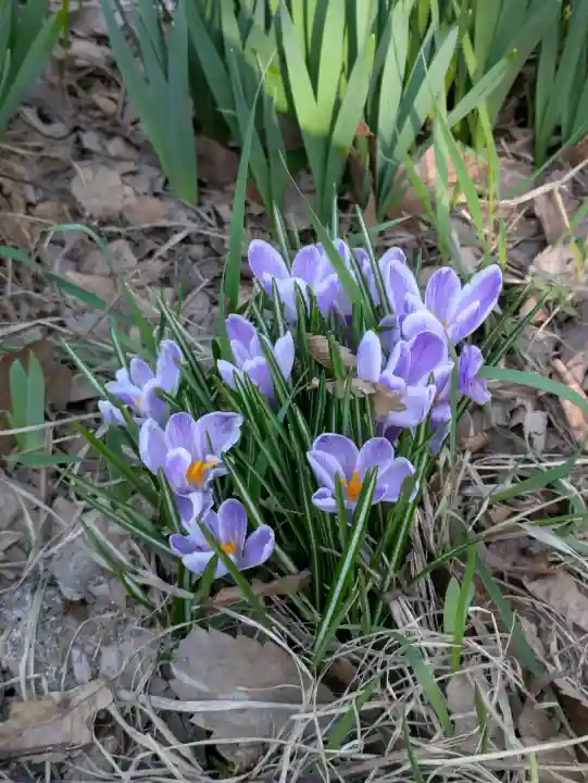 亀田八幡宮の{uncategorized: "未分類", other: "その他", undefined: "問題あり", building: "その他建物", grave: "お墓", sacred_gate: "鳥居", guardian: "狛犬", statue: "像", buddha: "仏像", history: "歴史", nature: "自然", garden: "庭園", animal: "動物", pagoda: "塔", temizu: "手水舎", mountain_gate: "山門・神門", sanctuary: "本殿・本堂", subordinate: "末社・摂社", art: "芸術", scenery: "景色", jizo: "地蔵", ema: "絵馬", goshuin: "御朱印", omikuji: "おみくじ", items: "授与品その他", amulet: "お守り", goshuincho: "御朱印帳", eats: "食事", festival: "お祭り", votive_dance: "神楽", shichigosan: "七五三参", wedding: "結婚式", experience: "体験その他", initially: "初詣", around: "周辺", anti_infection: "感染症対策"}