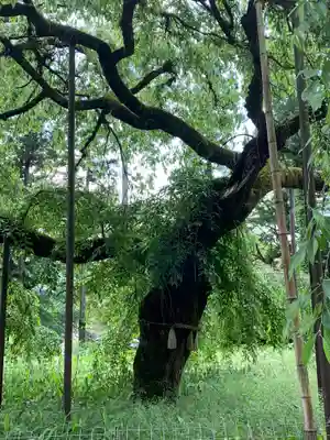 上宮神社の自然