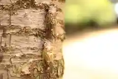 三津厳島神社の動物