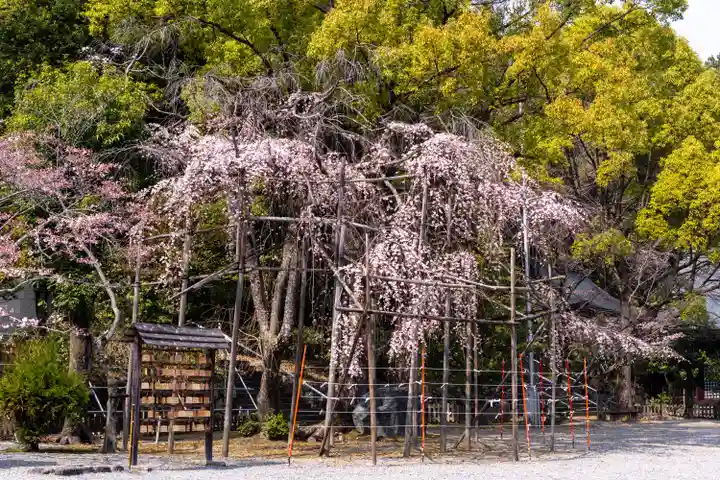 近江神宮(滋賀県)