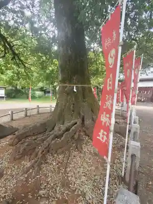 白髭神社(群馬県)