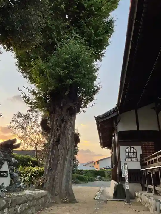 河野西入坊の庭園