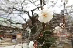 北野天満宮の自然