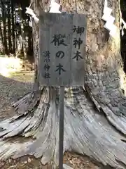 滑川神社 - 仕事と子どもの守り神の自然