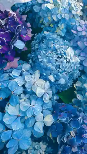 荘内神社の自然