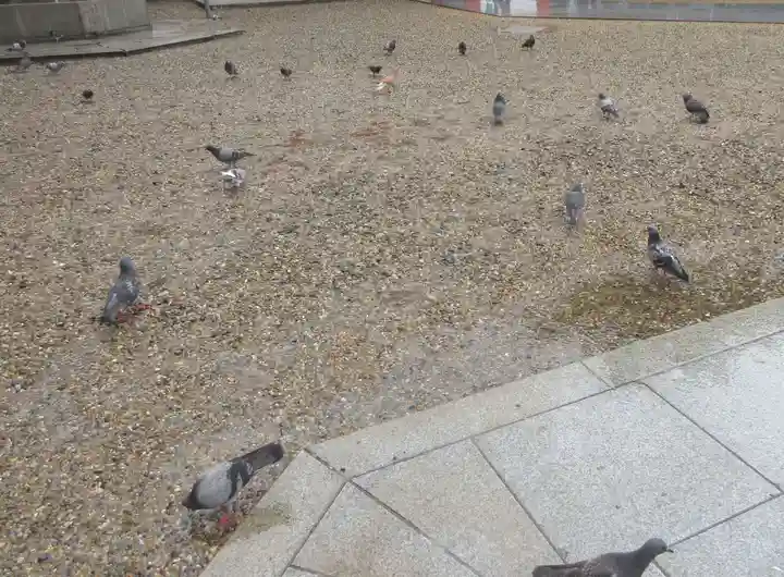 大須観音 (北野山真福寺宝生院)(愛知県)