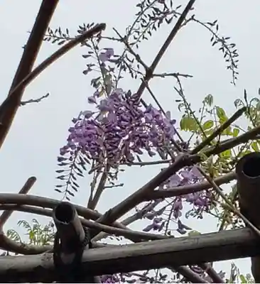 藤神稲荷神社の自然