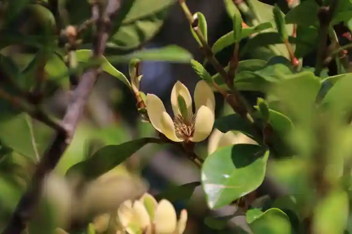 阿邪訶根神社の自然