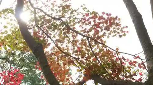 半木神社（賀茂別雷神社境外末社）の自然