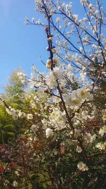 八幡社(大塚八幡社)の自然