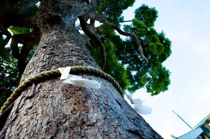 伊勢原大神宮の自然