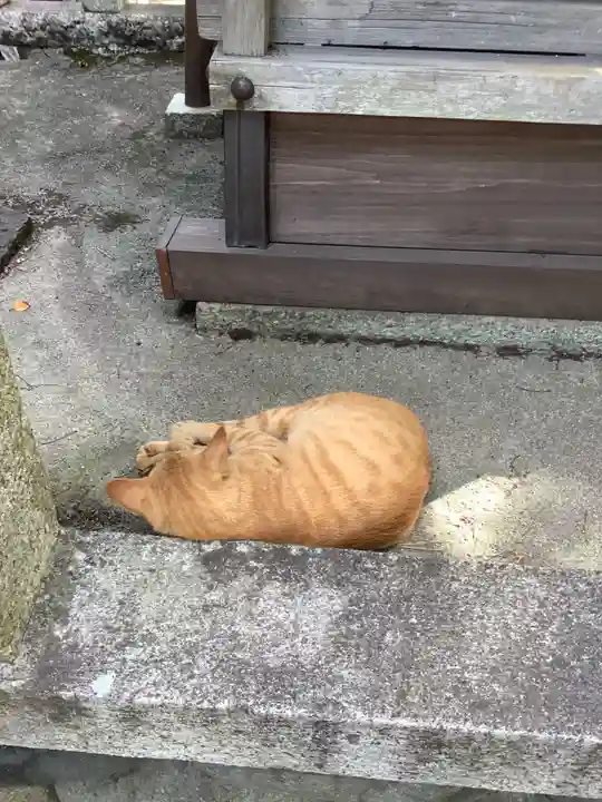 神明社(鳥居松町)の動物