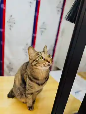 守りの神 藤基神社(新潟県)
