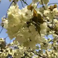 上地八幡宮の自然