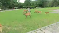 春日大社の動物