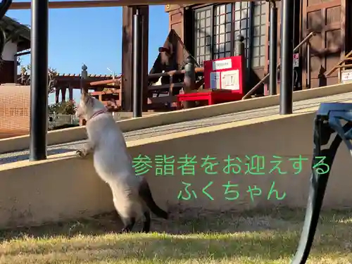 宣隆寺の動物