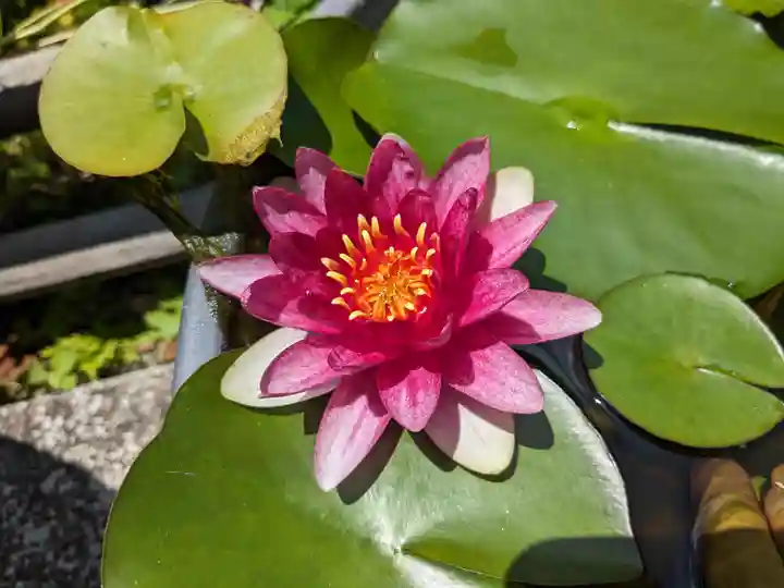 長谷寺(神奈川県)