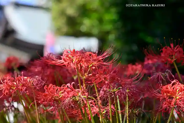 磐井神社(東京都)
