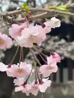 増上寺の{uncategorized: "未分類", other: "その他", undefined: "問題あり", building: "その他建物", grave: "お墓", sacred_gate: "鳥居", guardian: "狛犬", statue: "像", buddha: "仏像", history: "歴史", nature: "自然", garden: "庭園", animal: "動物", pagoda: "塔", temizu: "手水舎", mountain_gate: "山門・神門", sanctuary: "本殿・本堂", subordinate: "末社・摂社", art: "芸術", scenery: "景色", jizo: "地蔵", ema: "絵馬", goshuin: "御朱印", omikuji: "おみくじ", items: "授与品その他", amulet: "お守り", goshuincho: "御朱印帳", eats: "食事", festival: "お祭り", votive_dance: "神楽", shichigosan: "七五三参", wedding: "結婚式", experience: "体験その他", initially: "初詣", around: "周辺", anti_infection: "感染症対策"}