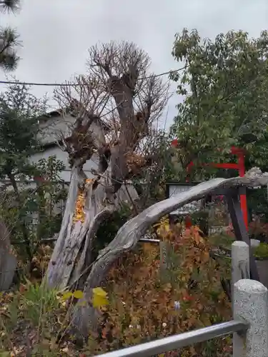 甲斐奈神社の自然